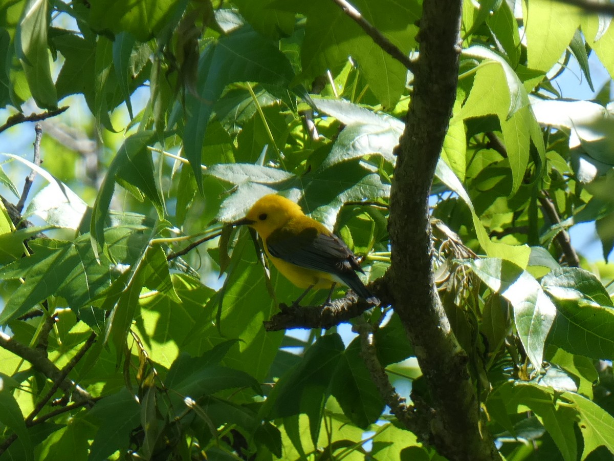 Prothonotary Warbler - ML462090041