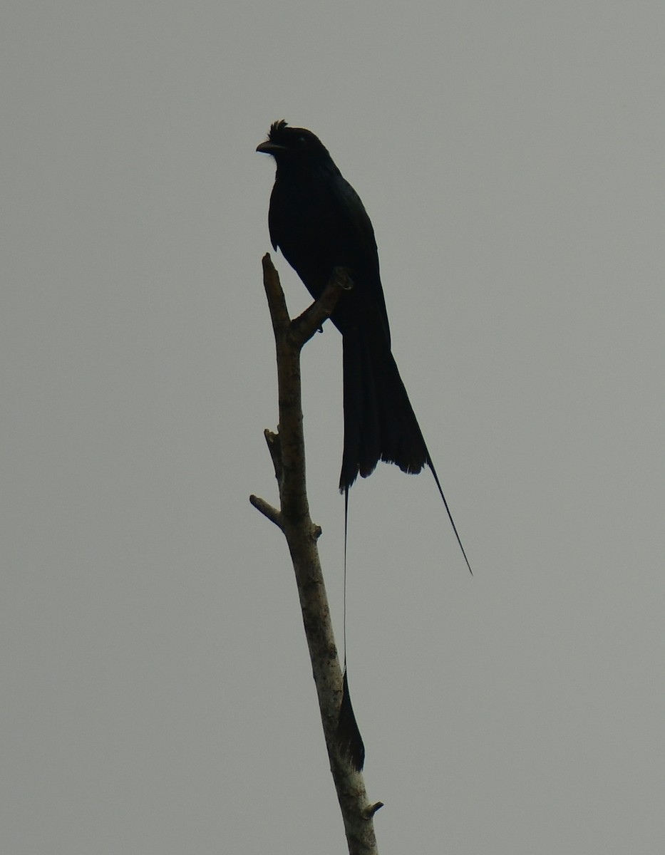 Greater Racket-tailed Drongo - ML462091841