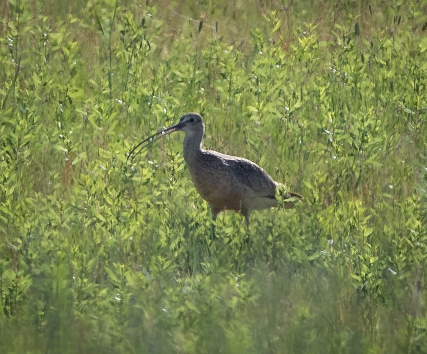 Long-billed Curlew - ML462094691