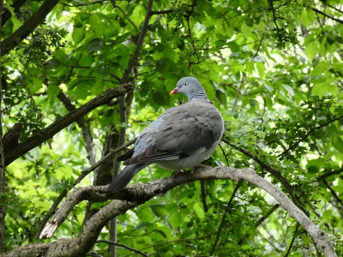 Common Wood-Pigeon (White-necked) - Ethan K