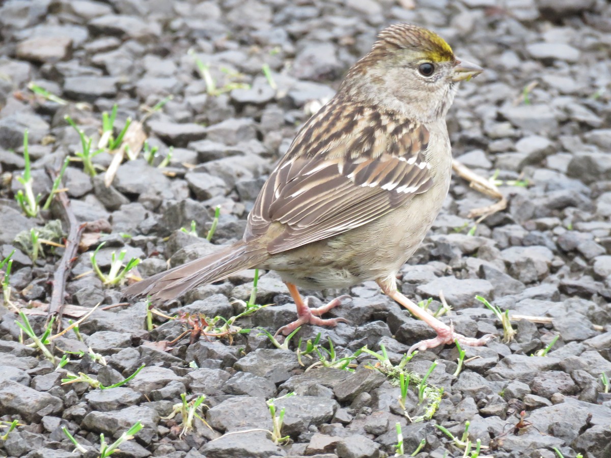Golden-crowned Sparrow - ML46209761