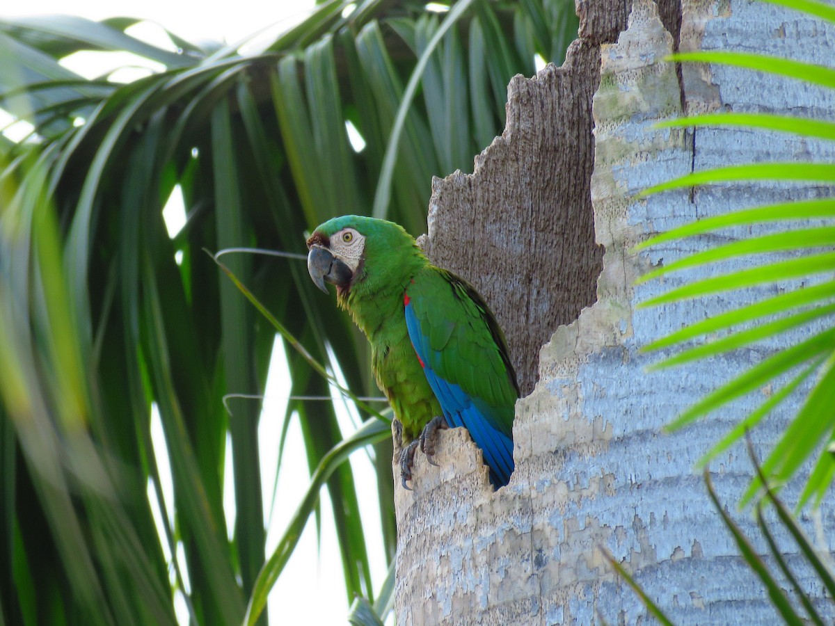 Chestnut-fronted Macaw - ML46210221