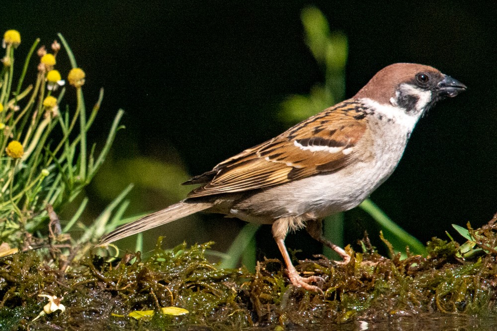 Eurasian Tree Sparrow - ML462107261