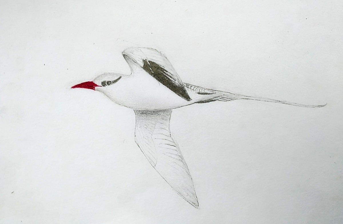 Red-billed Tropicbird - Yonatan Gordon