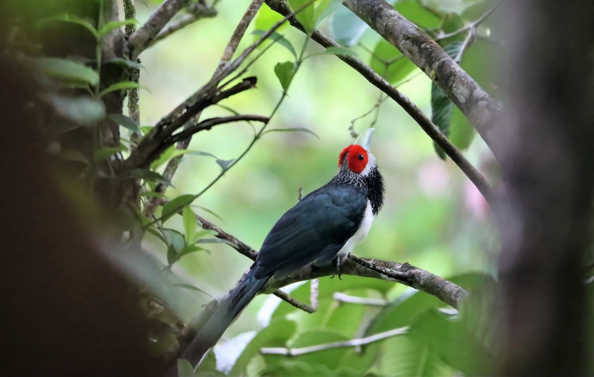 Red-faced Malkoha - ML462113101