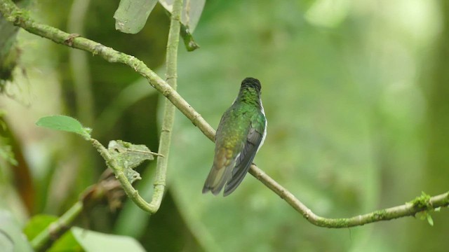 Andean Emerald - ML462114401
