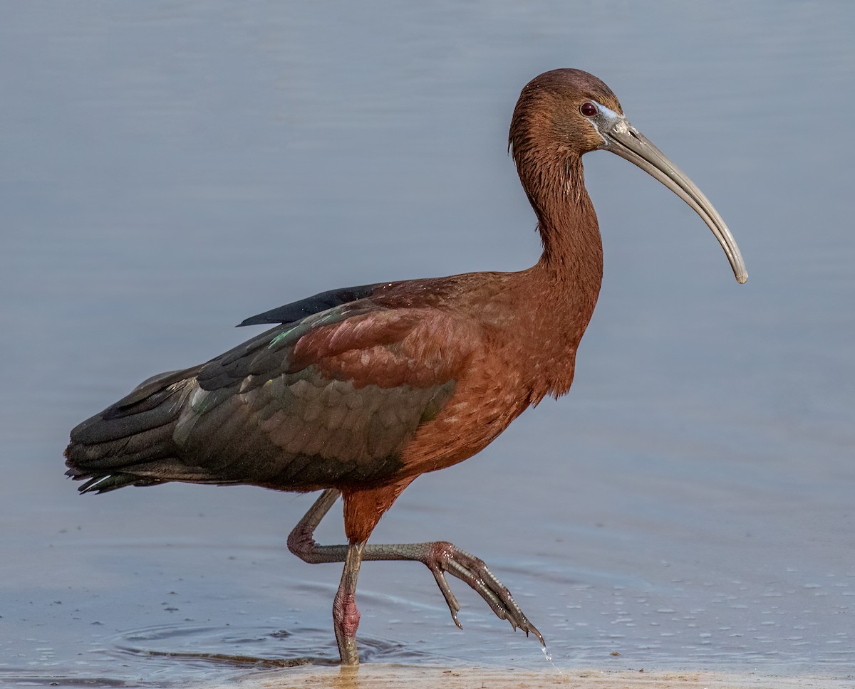 ibis hnědý - ML462117001