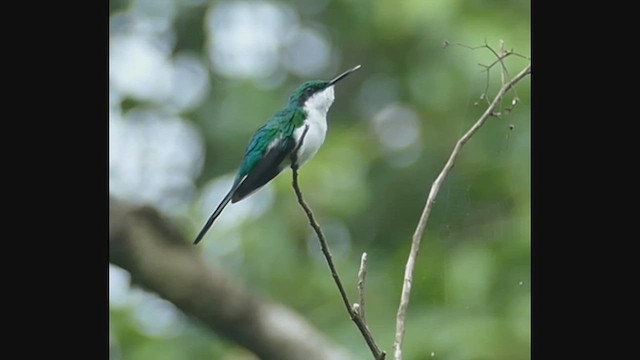 kolibřík černouchý - ML462117401