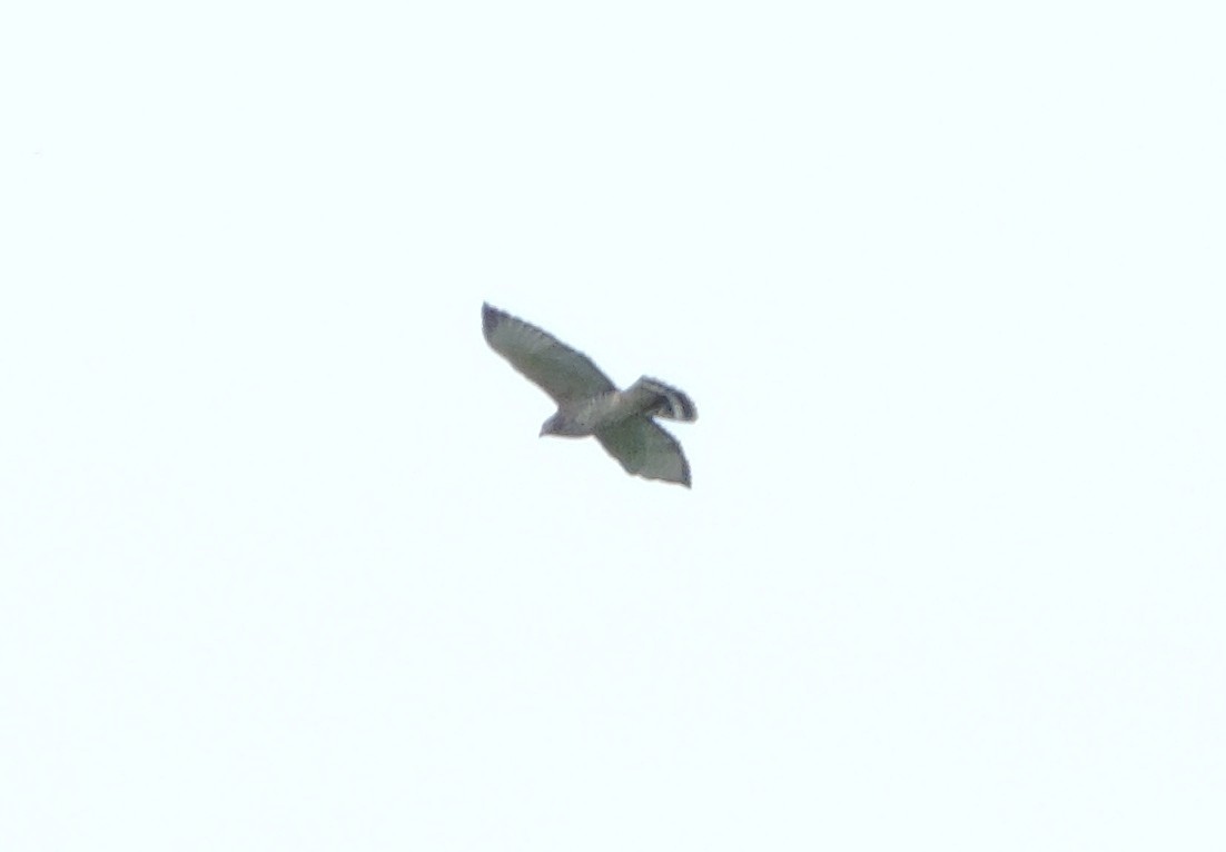 Broad-winged Hawk - ML46212271