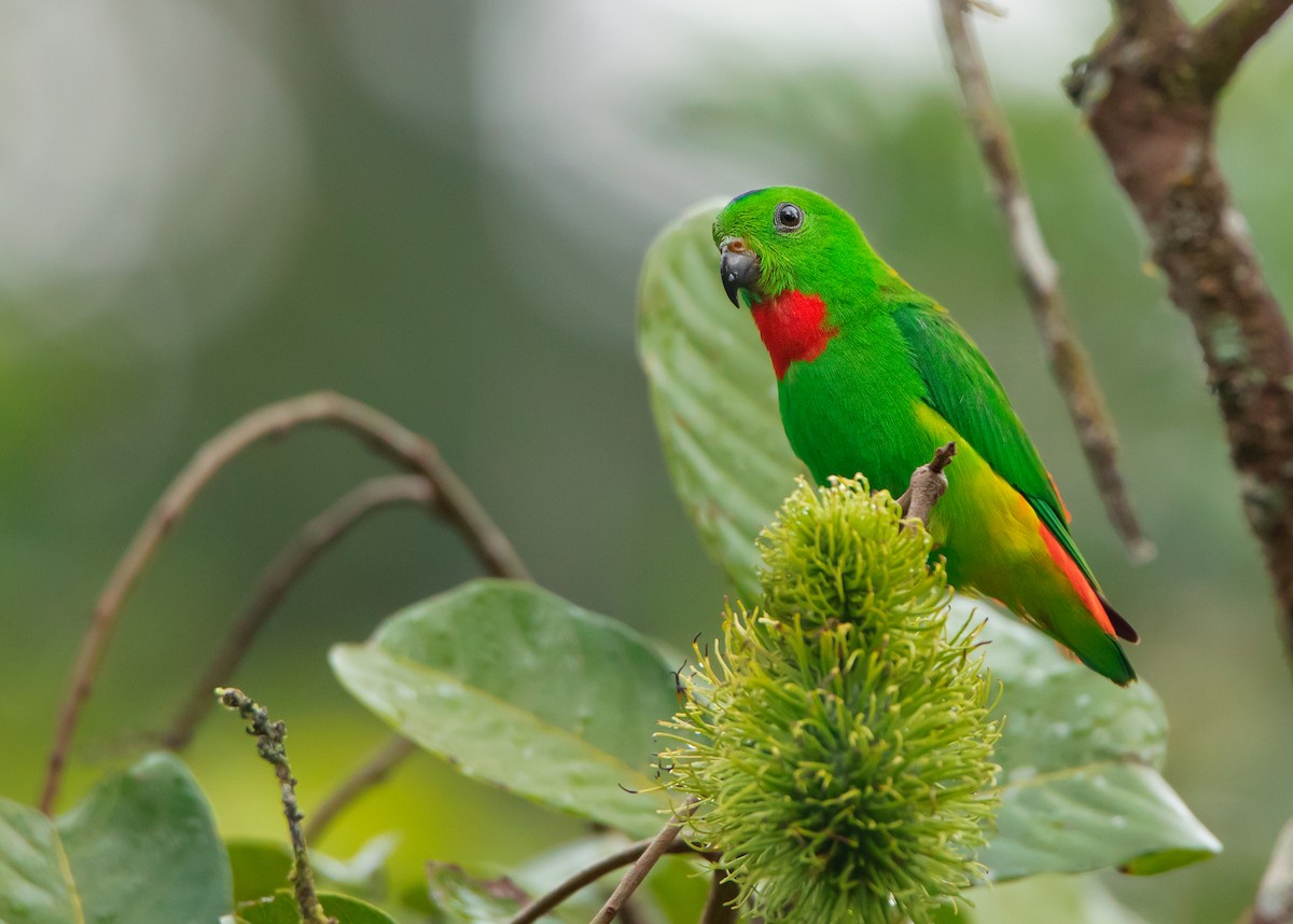 Blue-crowned Hanging-Parrot - ML462130191