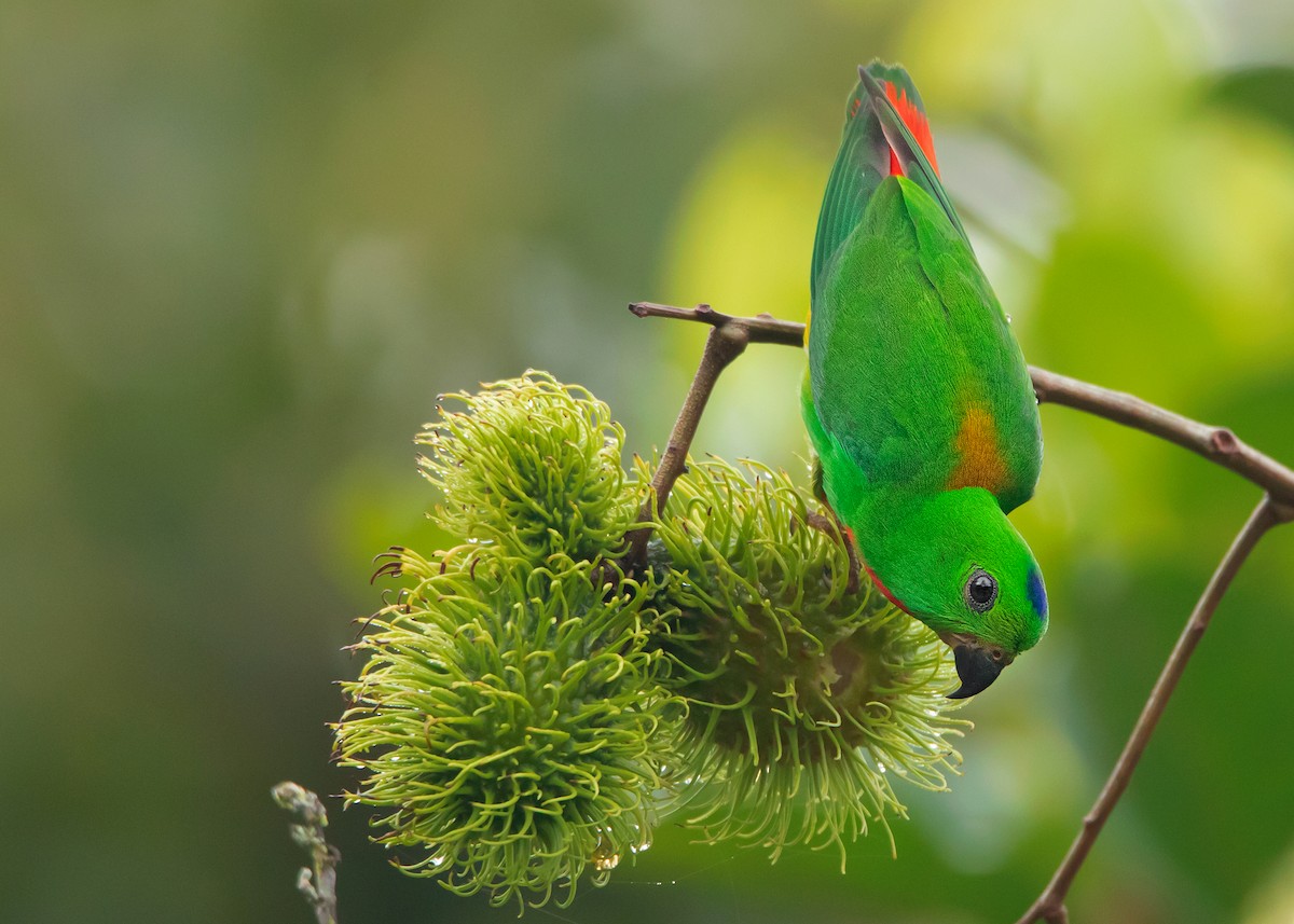 Blue-crowned Hanging-Parrot - ML462130201