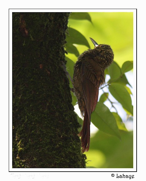 Spotted Woodcreeper - ML46213031