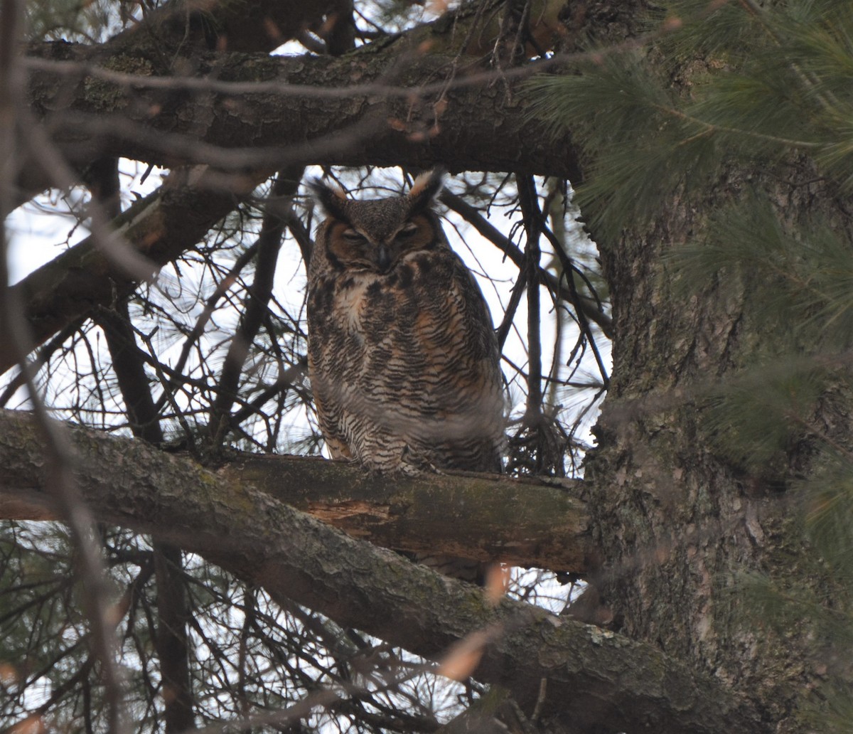 Great Horned Owl - ML462132231