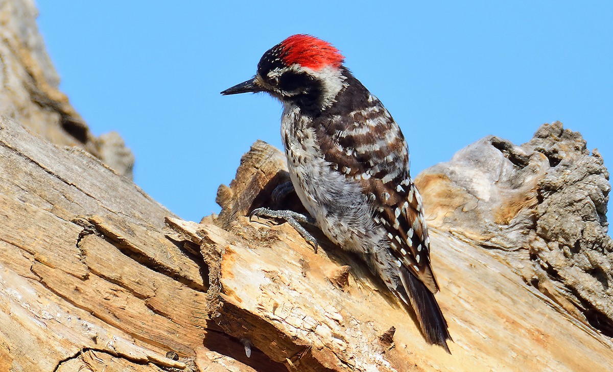 Nuttall's Woodpecker - ML462133521