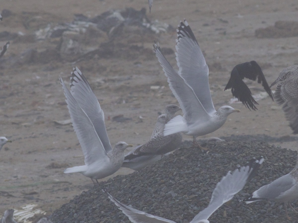 Iceland Gull (Thayer's) - Brian Quindlen