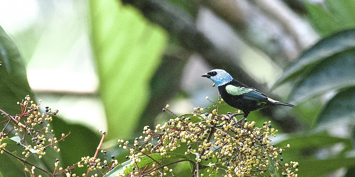 Blue-necked Tanager - ML462139901