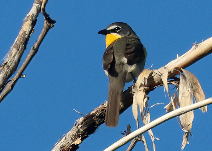 Yellow-breasted Chat - ML462139911