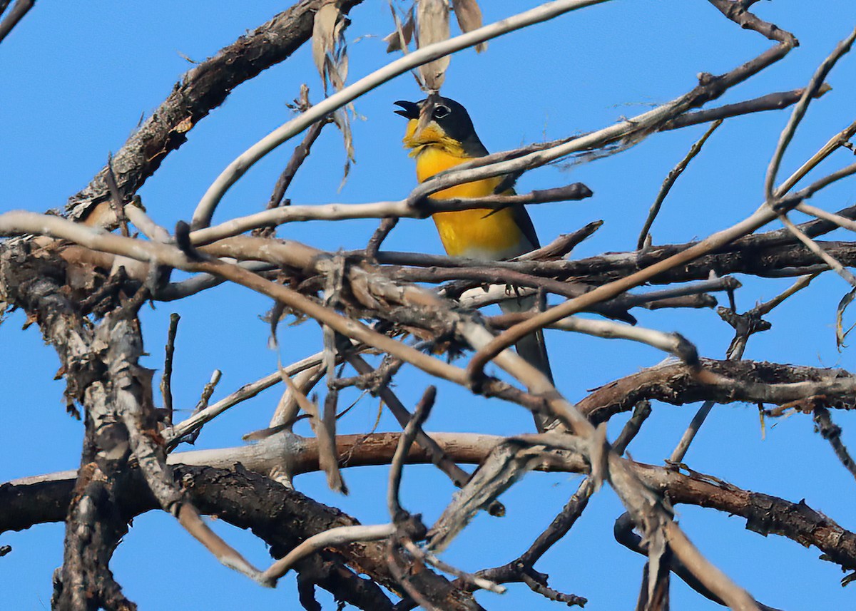 Yellow-breasted Chat - ML462139921