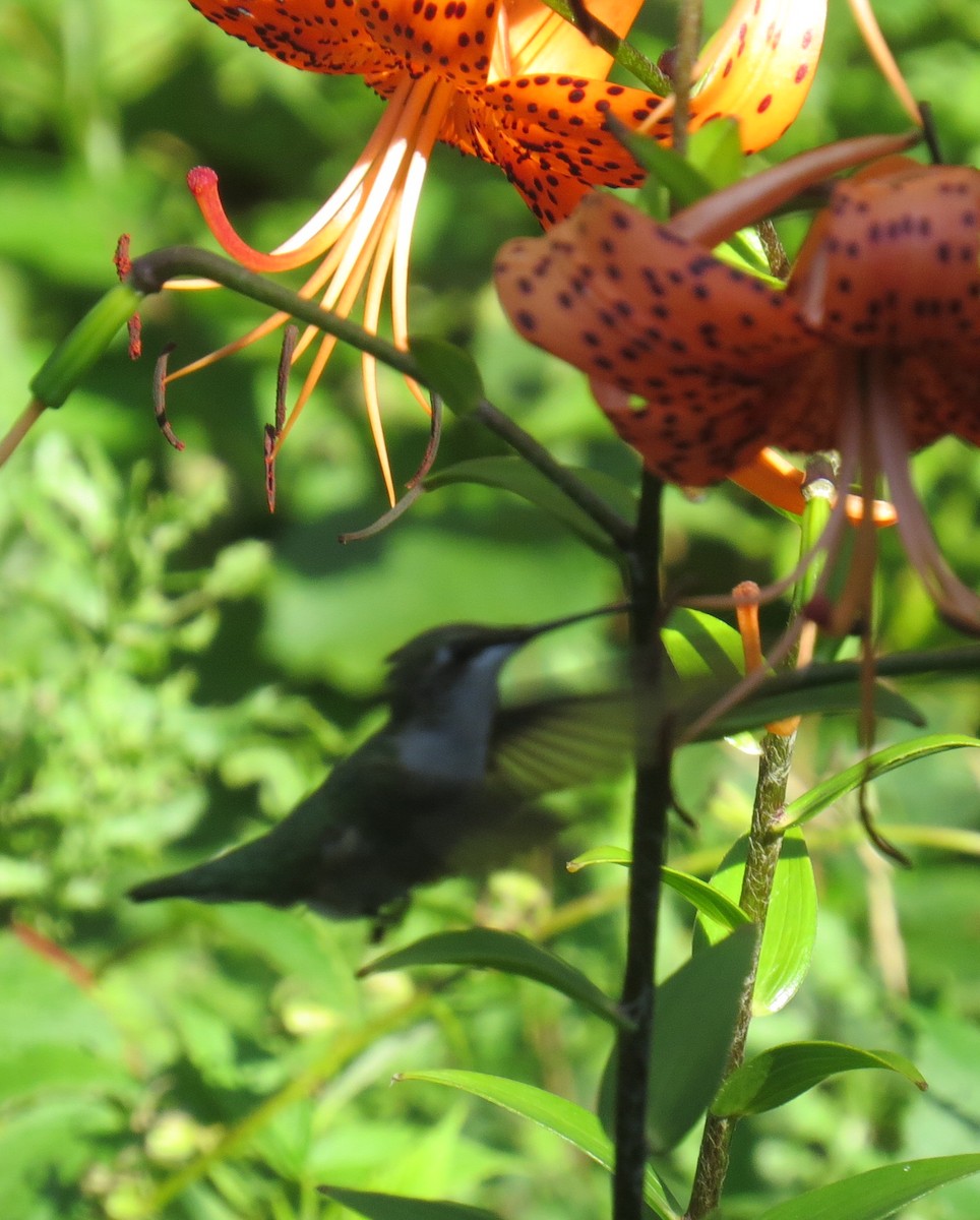 Ruby-throated Hummingbird - barrett bilcowski