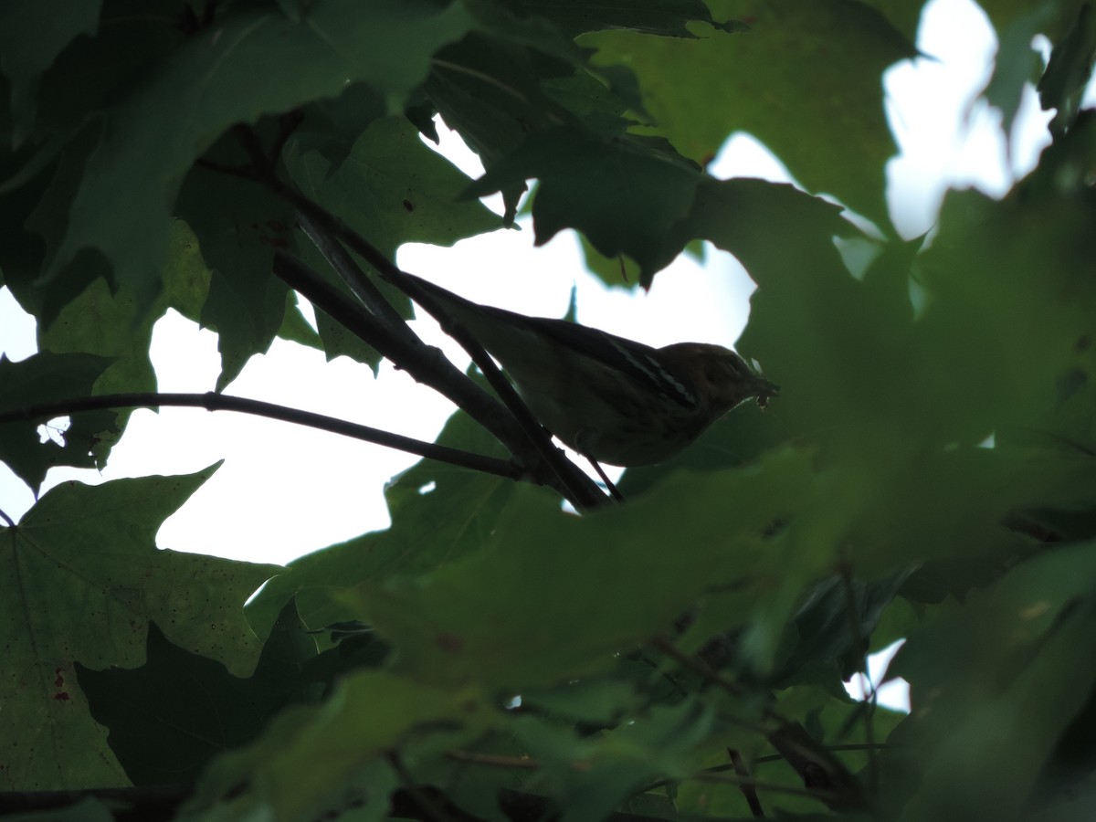 Black-throated Green Warbler - ML46214441