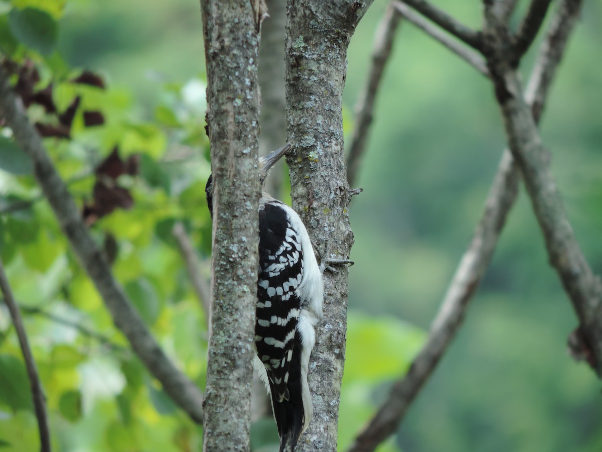 Hairy Woodpecker - ML46214761