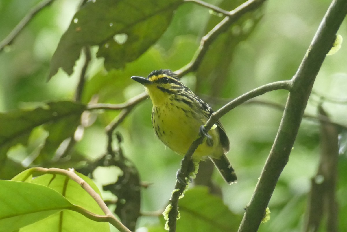Yellow-browed Antbird - ML462148351