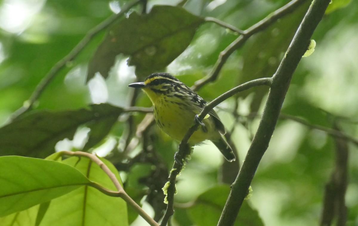 Yellow-browed Antbird - ML462148381