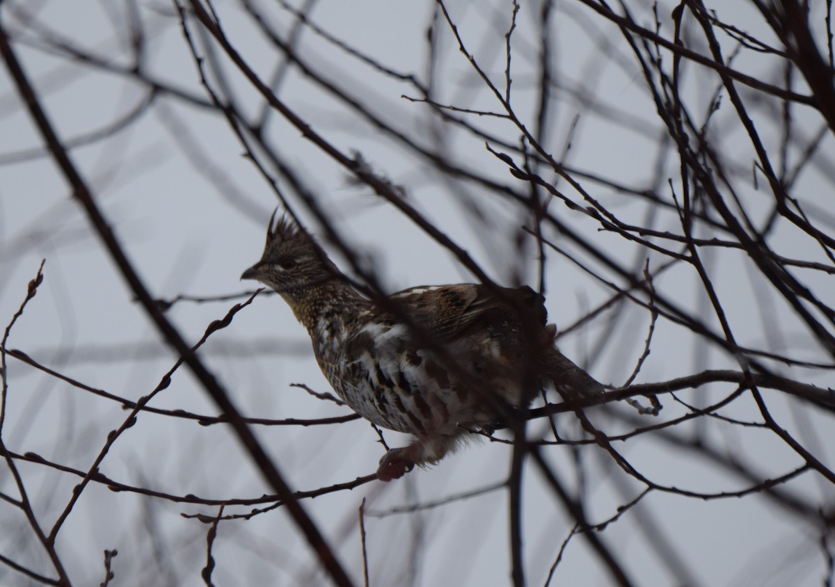 eBird Checklist 21 Jan 2017 SaxZim BogFriends of SaxZim Bog