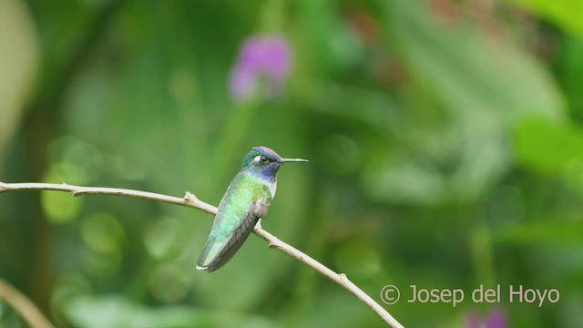 Violet-headed Hummingbird - ML462156801