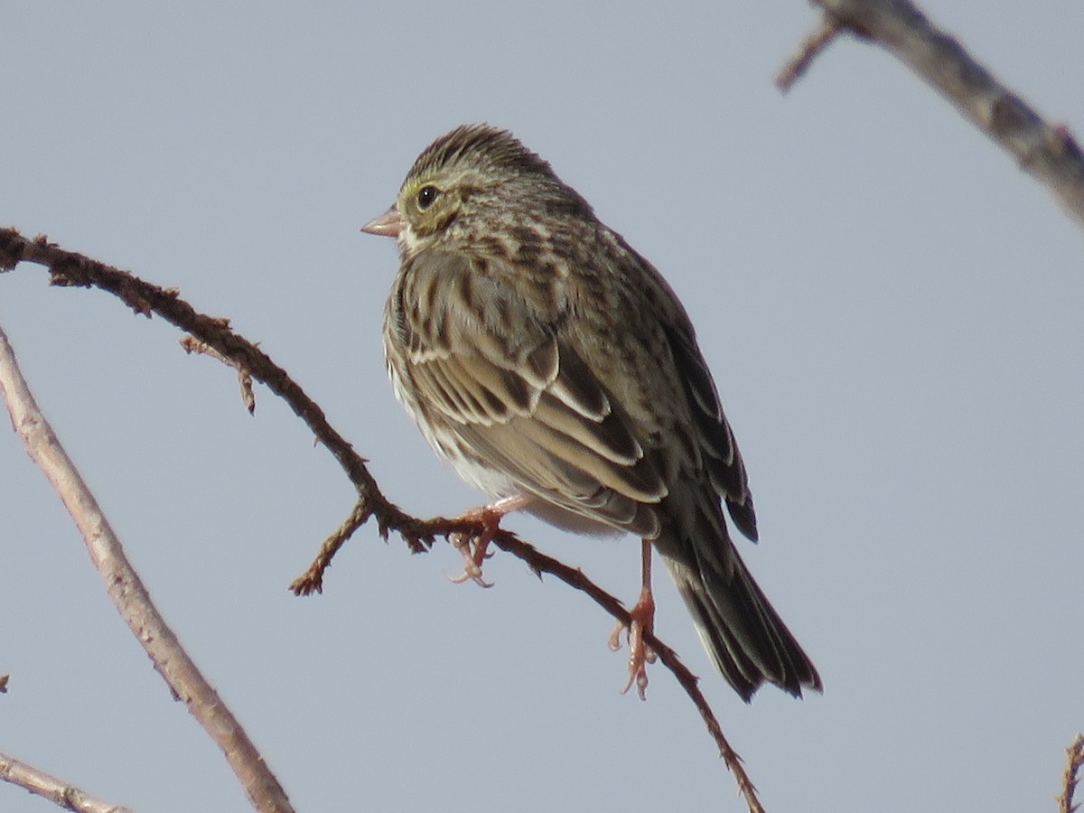 Savannah Sparrow - ML46215881