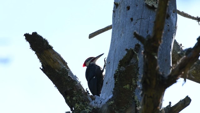 Pileated Woodpecker - ML462166471