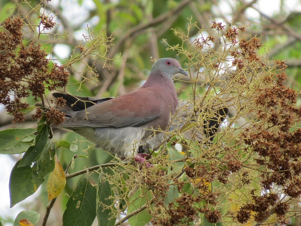 Pale-vented Pigeon - William Hull