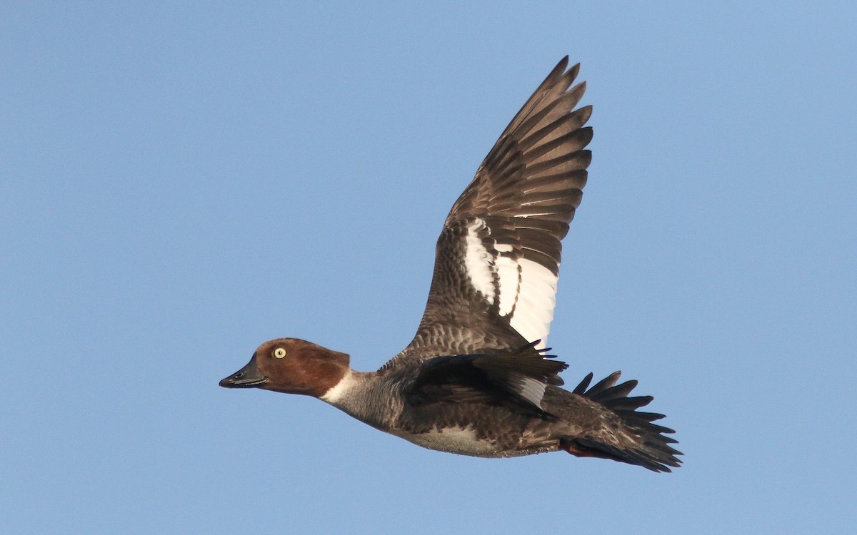 eBird Checklist - 6 Jun 2022 - Aardla järv - 34 species
