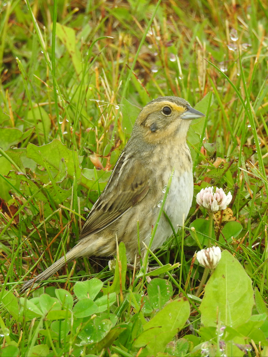 Nelson's Sparrow - ML462169321