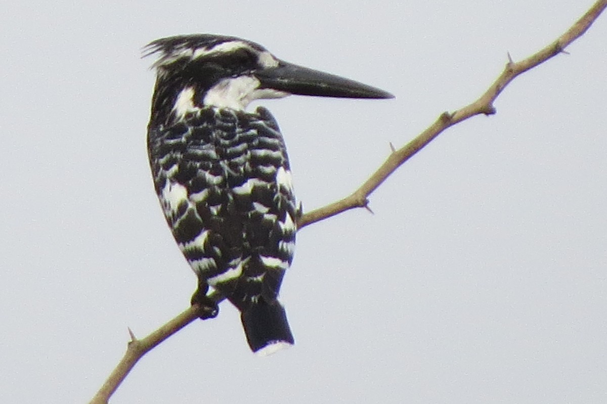 Pied Kingfisher - Saravana Moorthy