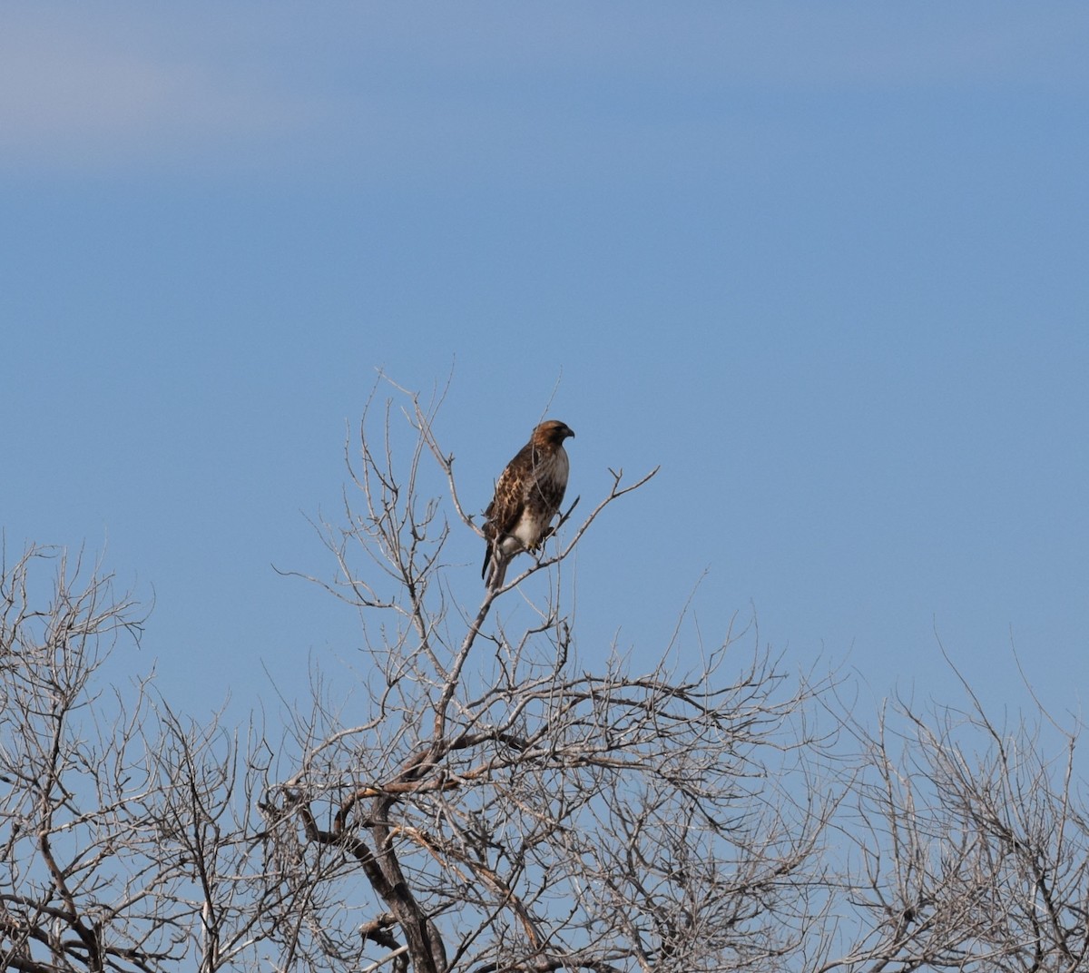 Red-tailed Hawk - ML46217191