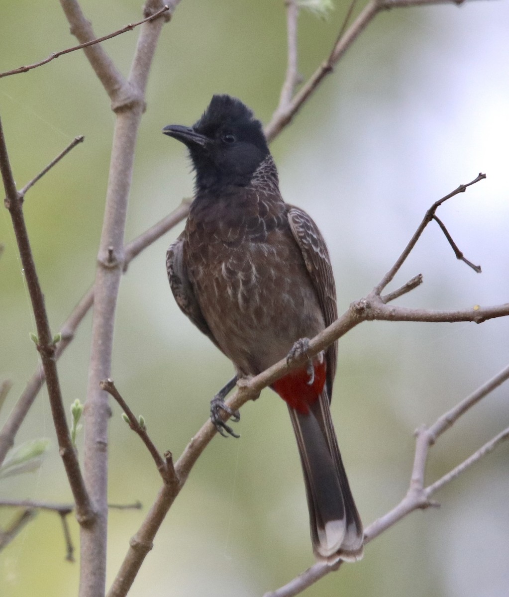 Red-vented Bulbul - ML462178311