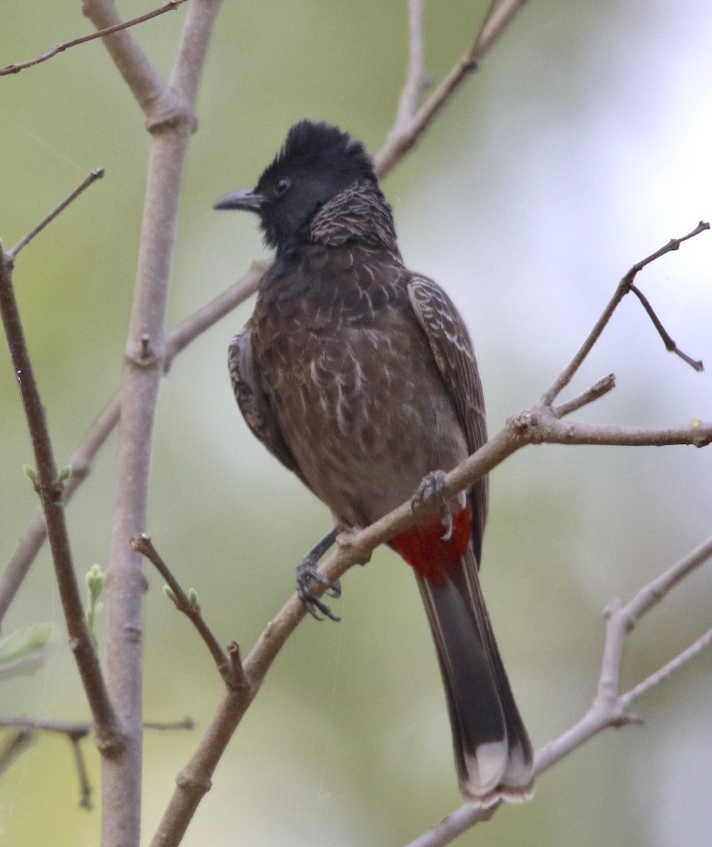 Red-vented Bulbul - ML462178321
