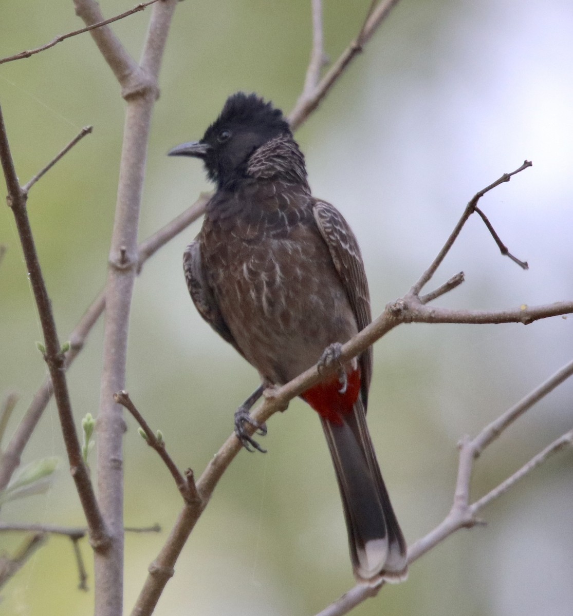 Red-vented Bulbul - ML462178331