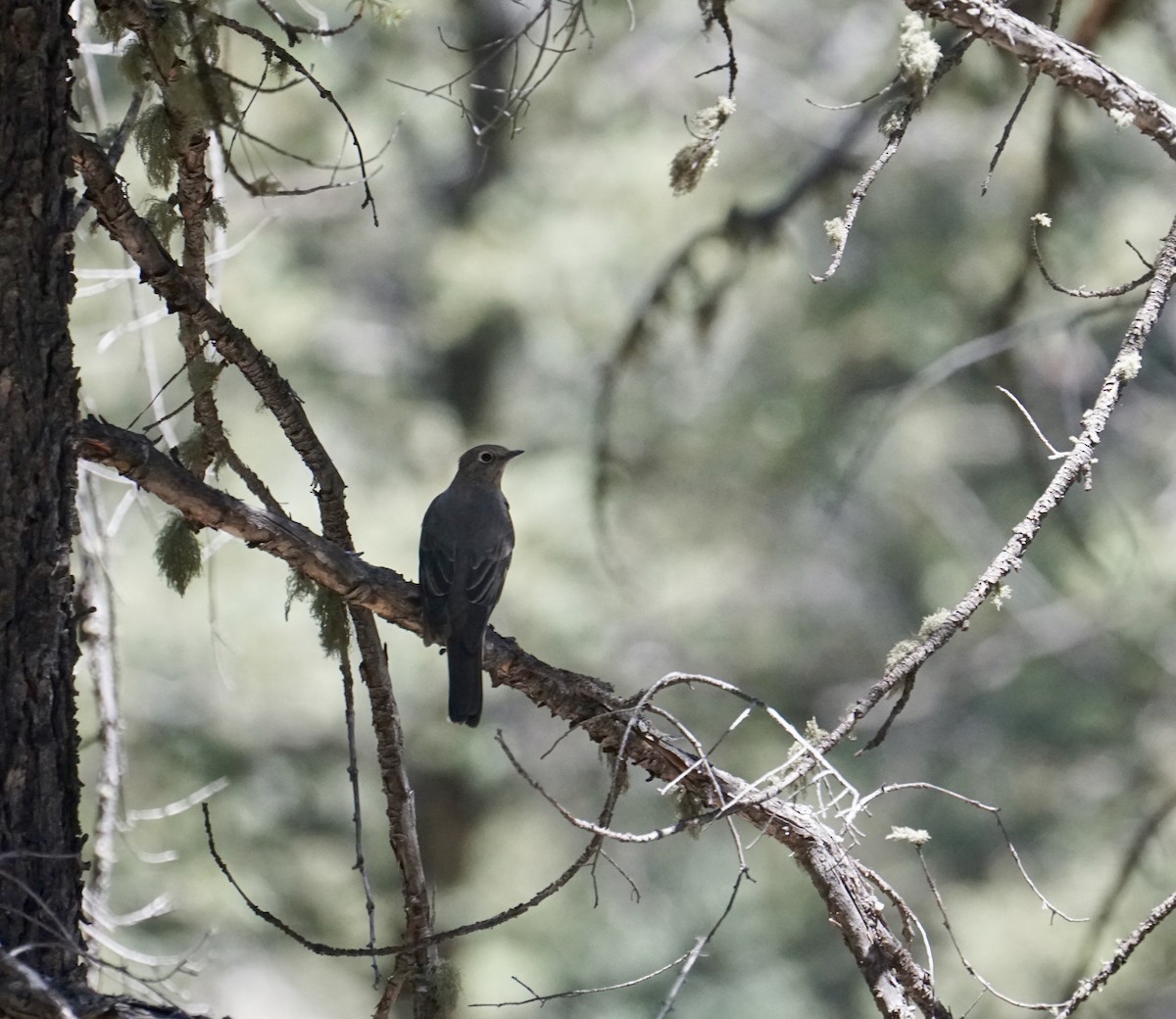 Townsend's Solitaire - tyler krul