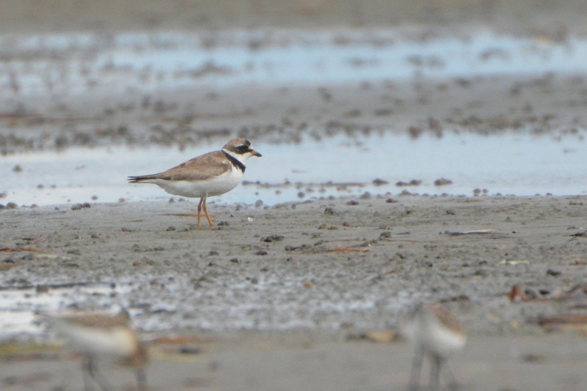 Semipalmated Plover - ML46218861