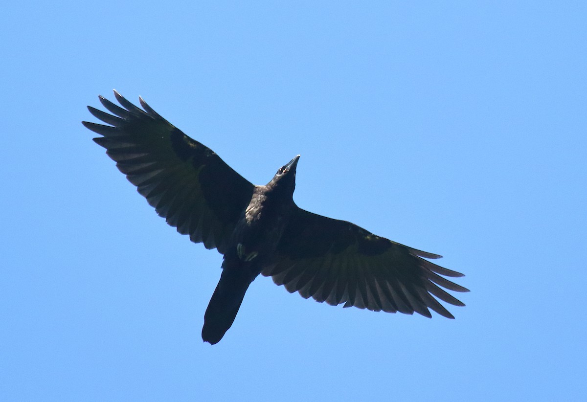 Common Raven - ML462190451