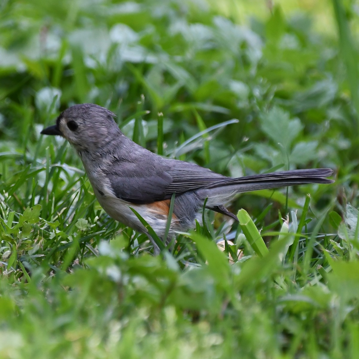Tufted Titmouse - Kevin Kelly