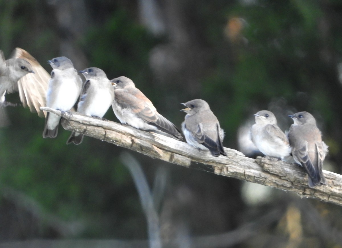 Northern Rough-winged Swallow - ML462197651