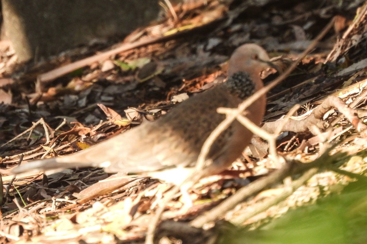 Spotted Dove - ML462199431
