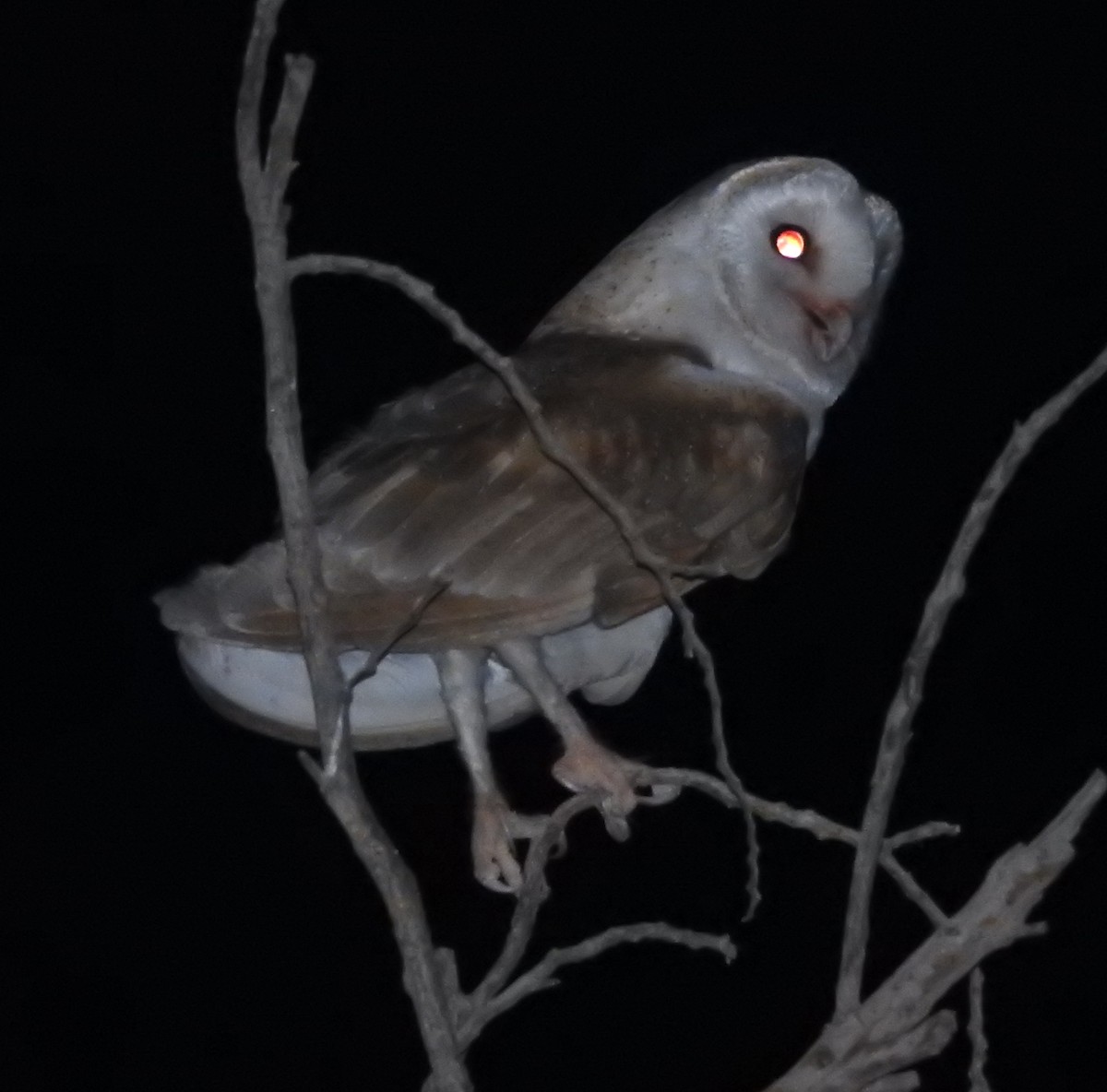 Barn Owl (Eurasian) - ML462199641