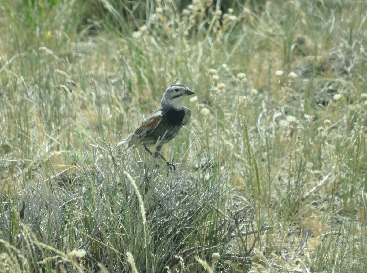 Thick-billed Longspur - ML462201651