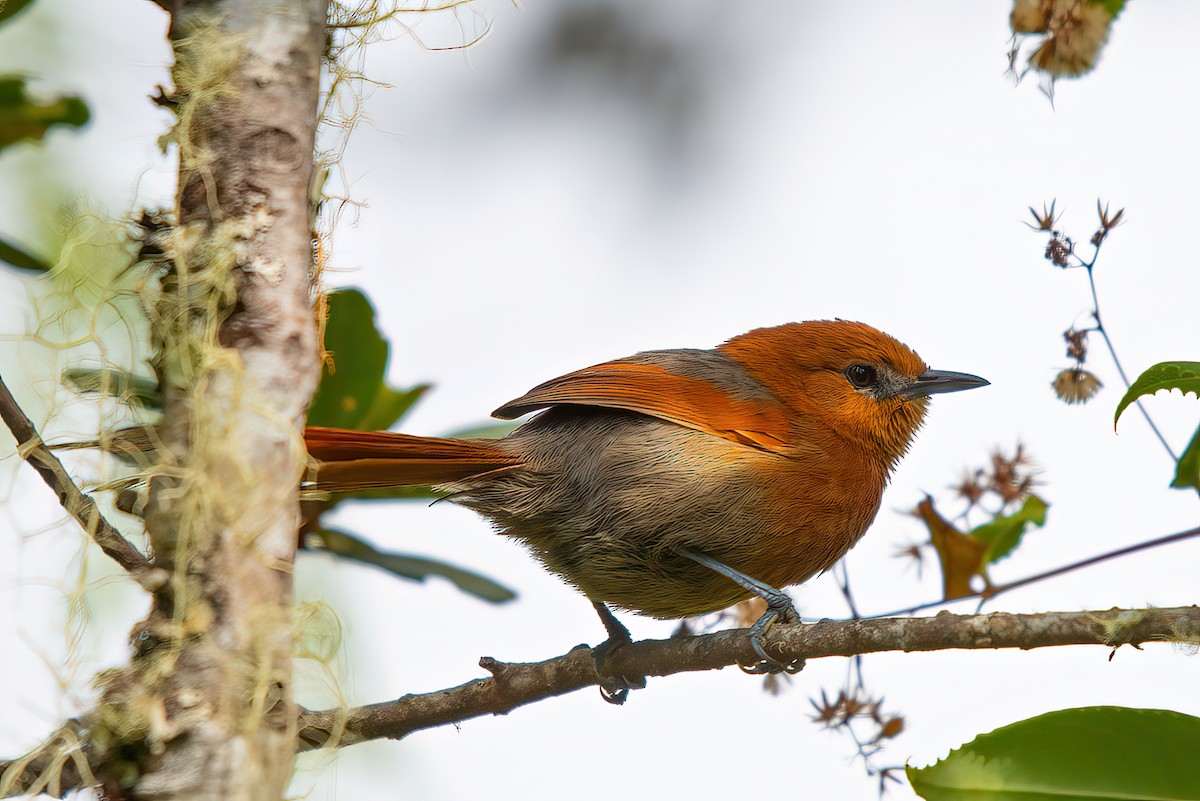 Rusty-headed Spinetail - ML462211321