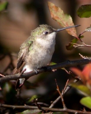 Black-chinned Hummingbird - John Cassady
