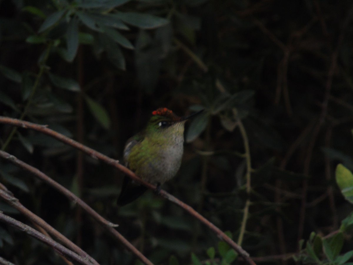 Green-backed Firecrown - ML462219661
